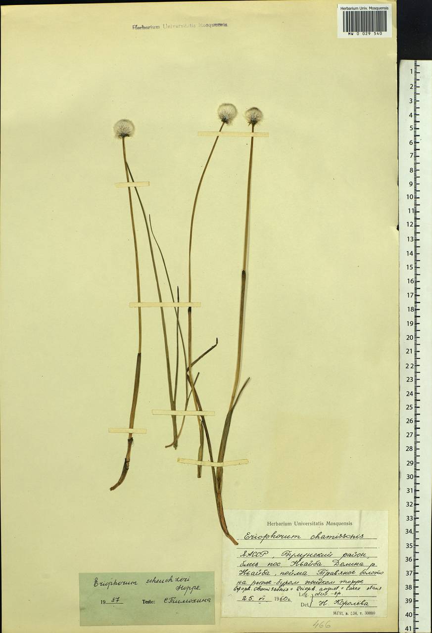 Eriophorum scheuchzeri Hoppe, Siberia, Yakutia (S5) (Russia)