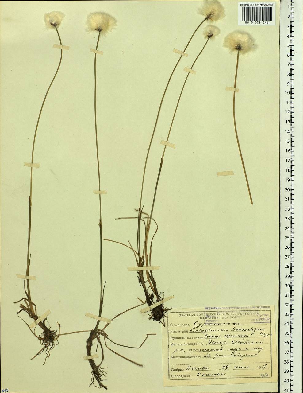 Eriophorum scheuchzeri Hoppe, Siberia, Yakutia (S5) (Russia)
