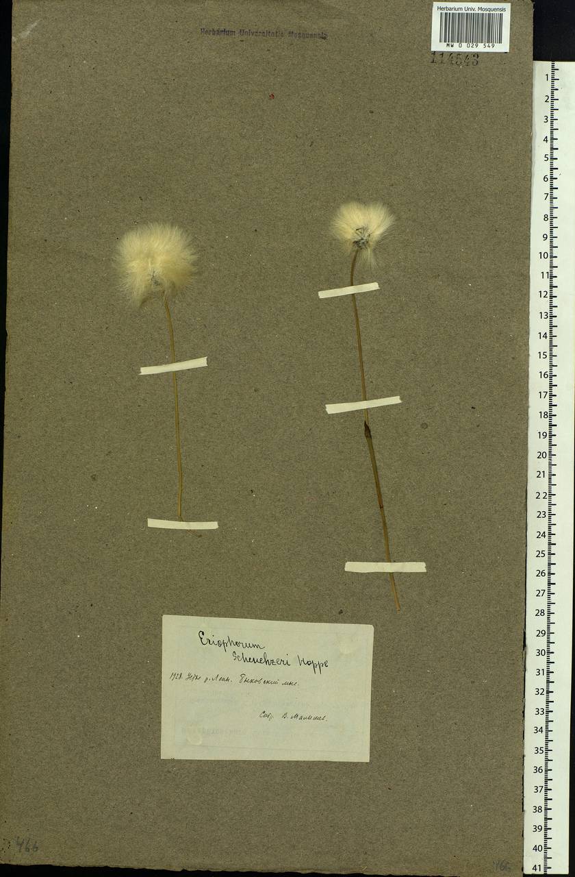 Eriophorum scheuchzeri Hoppe, Siberia, Yakutia (S5) (Russia)