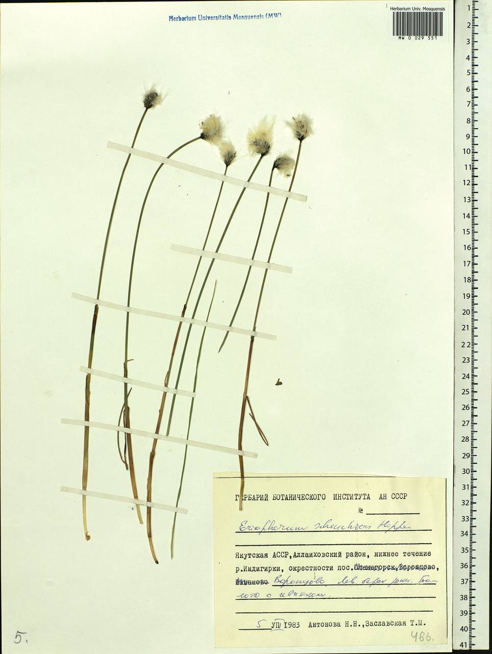 Eriophorum scheuchzeri Hoppe, Siberia, Yakutia (S5) (Russia)