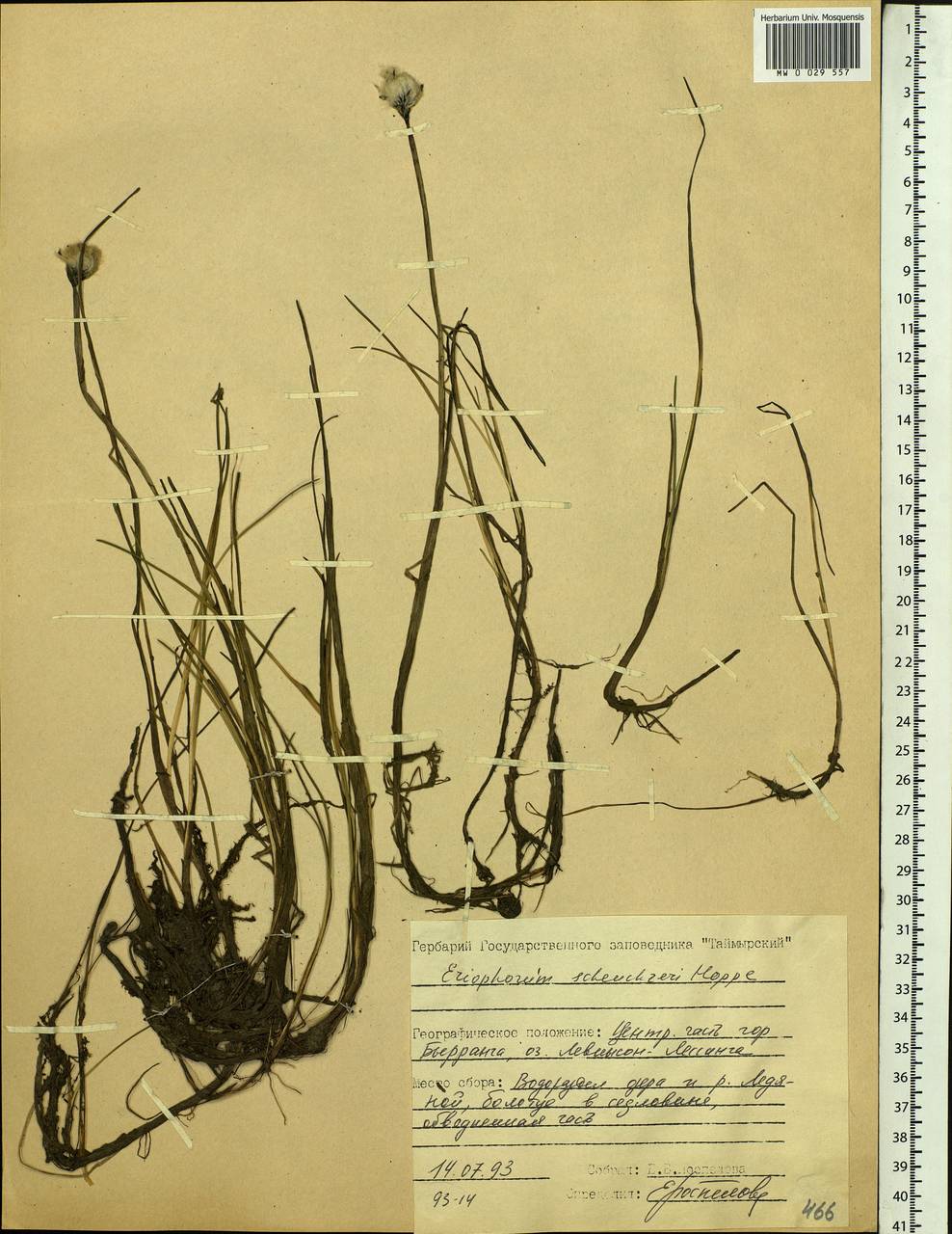 Eriophorum scheuchzeri Hoppe, Siberia, Central Siberia (S3) (Russia)