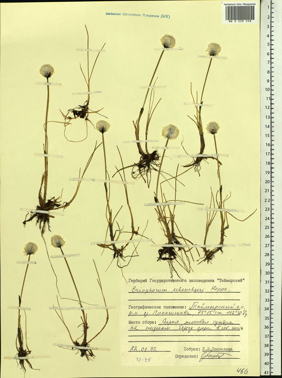 Eriophorum scheuchzeri Hoppe, Siberia, Central Siberia (S3) (Russia)