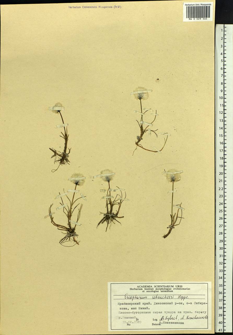 Eriophorum scheuchzeri Hoppe, Siberia, Central Siberia (S3) (Russia)