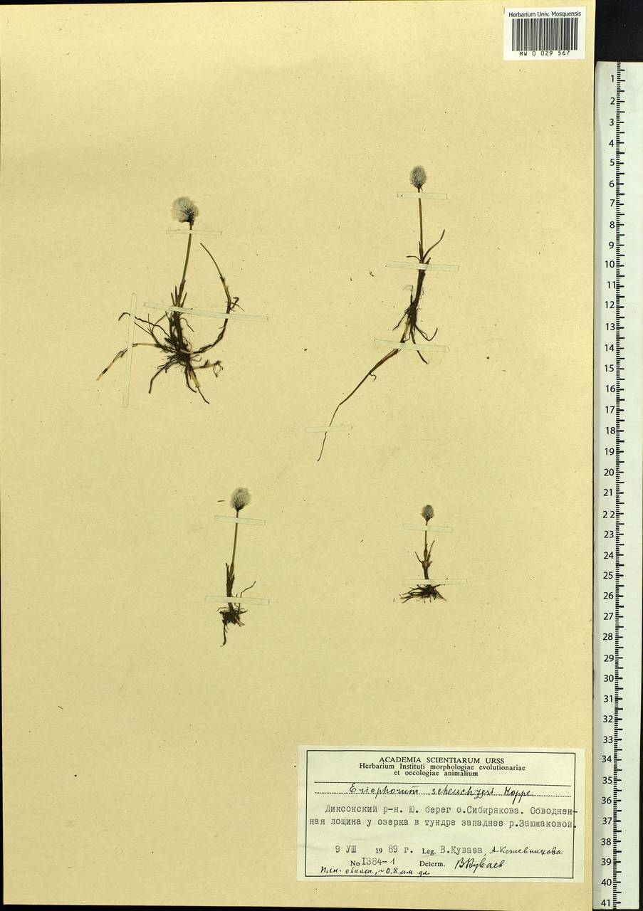 Eriophorum scheuchzeri Hoppe, Siberia, Central Siberia (S3) (Russia)
