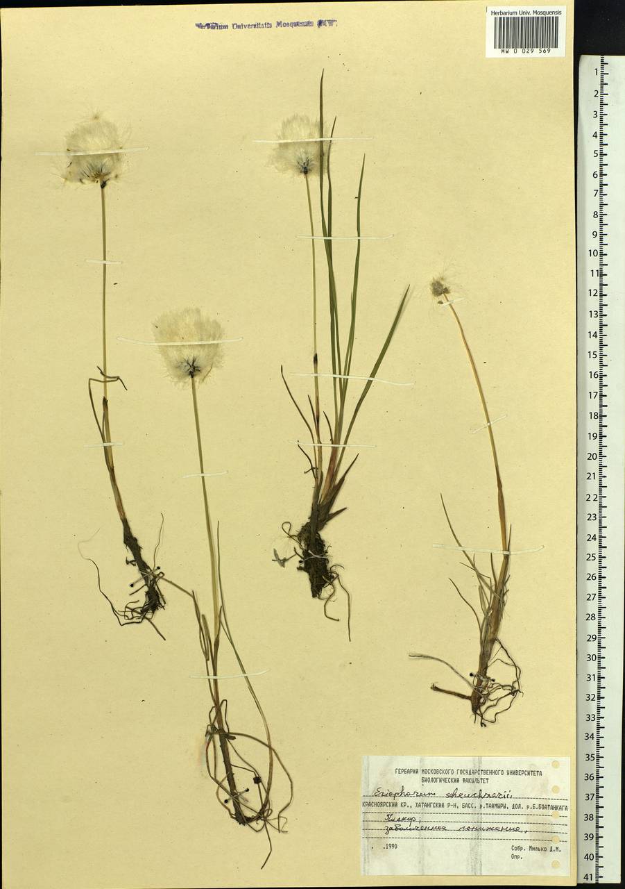 Eriophorum scheuchzeri Hoppe, Siberia, Central Siberia (S3) (Russia)