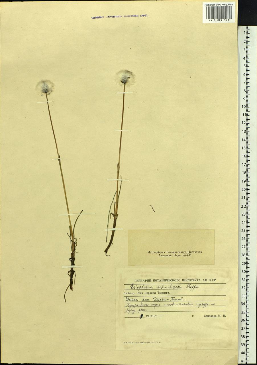Eriophorum scheuchzeri Hoppe, Siberia, Central Siberia (S3) (Russia)