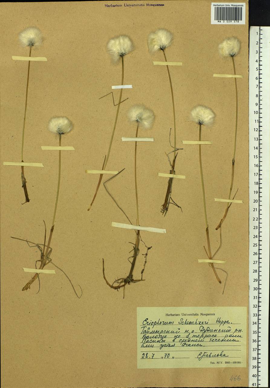 Eriophorum scheuchzeri Hoppe, Siberia, Central Siberia (S3) (Russia)