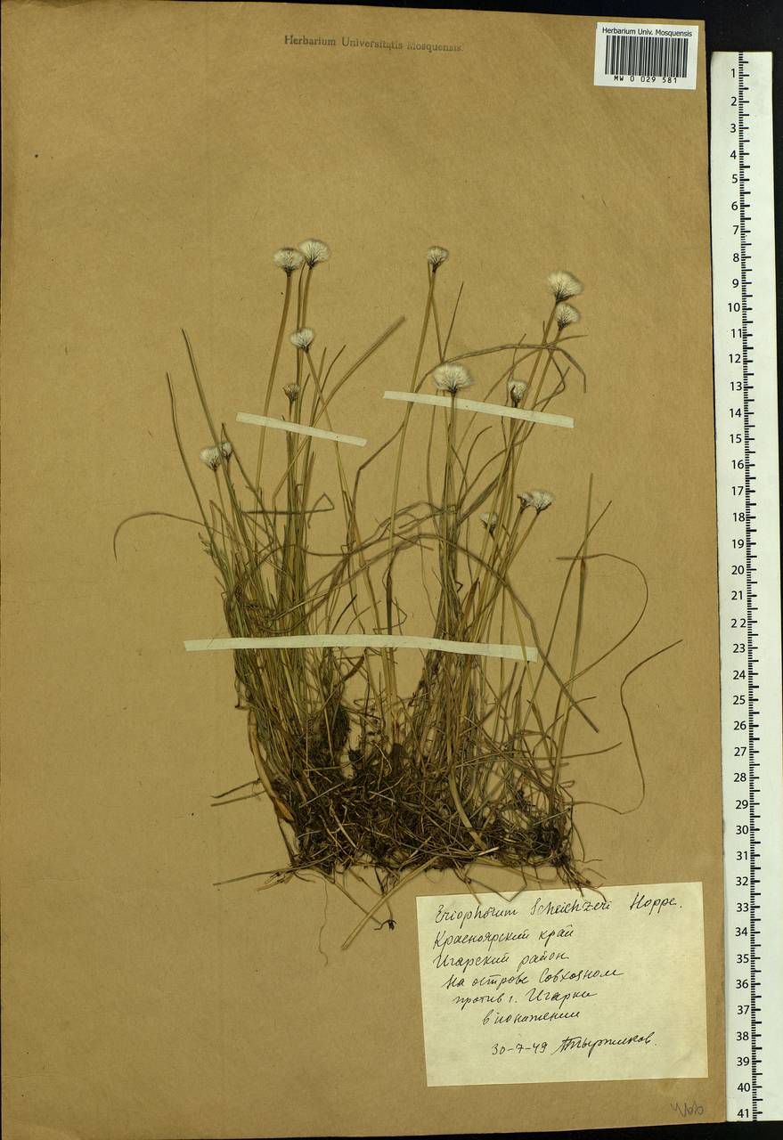 Eriophorum scheuchzeri Hoppe, Siberia, Central Siberia (S3) (Russia)