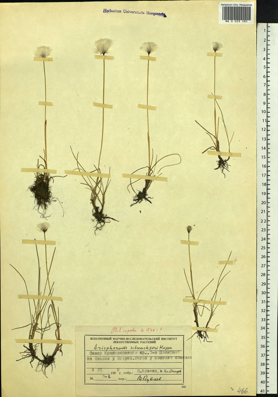 Eriophorum scheuchzeri Hoppe, Siberia, Central Siberia (S3) (Russia)