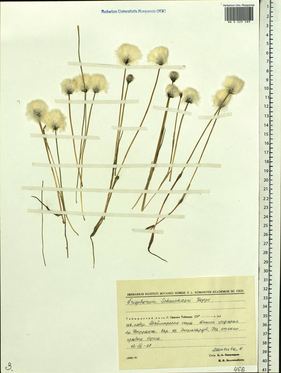 Eriophorum scheuchzeri Hoppe, Siberia, Central Siberia (S3) (Russia)