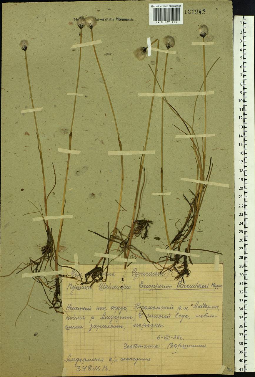Eriophorum scheuchzeri Hoppe, Eastern Europe, Northern region (E1) (Russia)