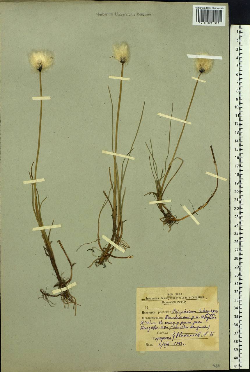 Eriophorum scheuchzeri Hoppe, Siberia, Western Siberia (S1) (Russia)