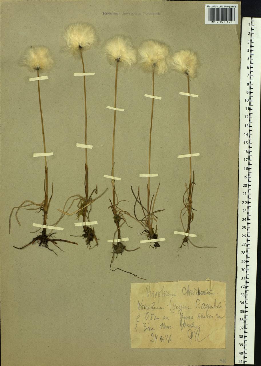 Eriophorum scheuchzeri Hoppe, Siberia, Western Siberia (S1) (Russia)