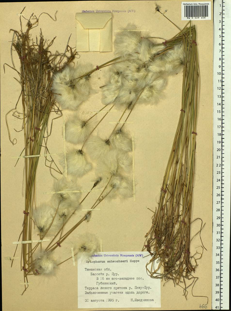 Eriophorum scheuchzeri Hoppe, Siberia, Western Siberia (S1) (Russia)