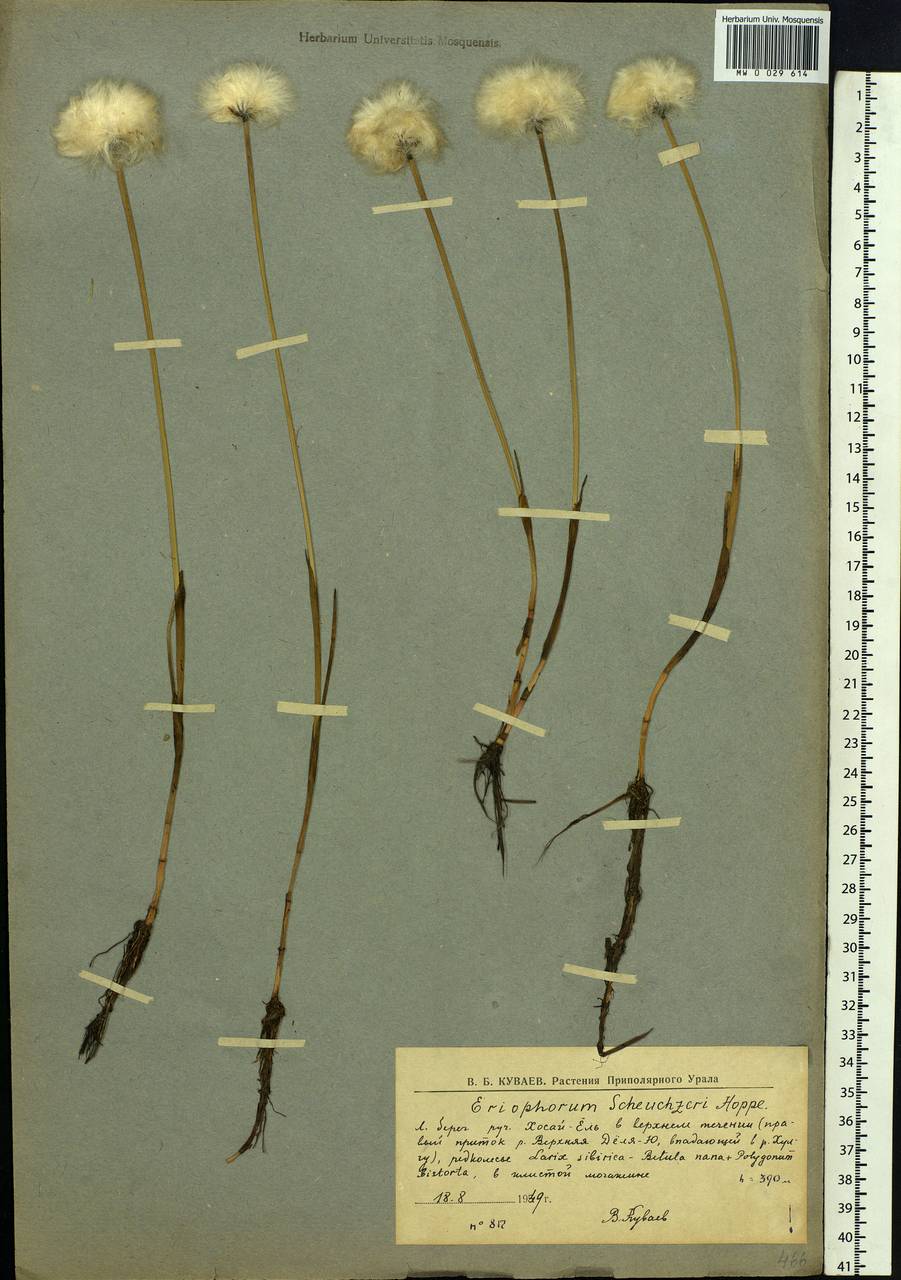 Eriophorum scheuchzeri Hoppe, Siberia, Western Siberia (S1) (Russia)