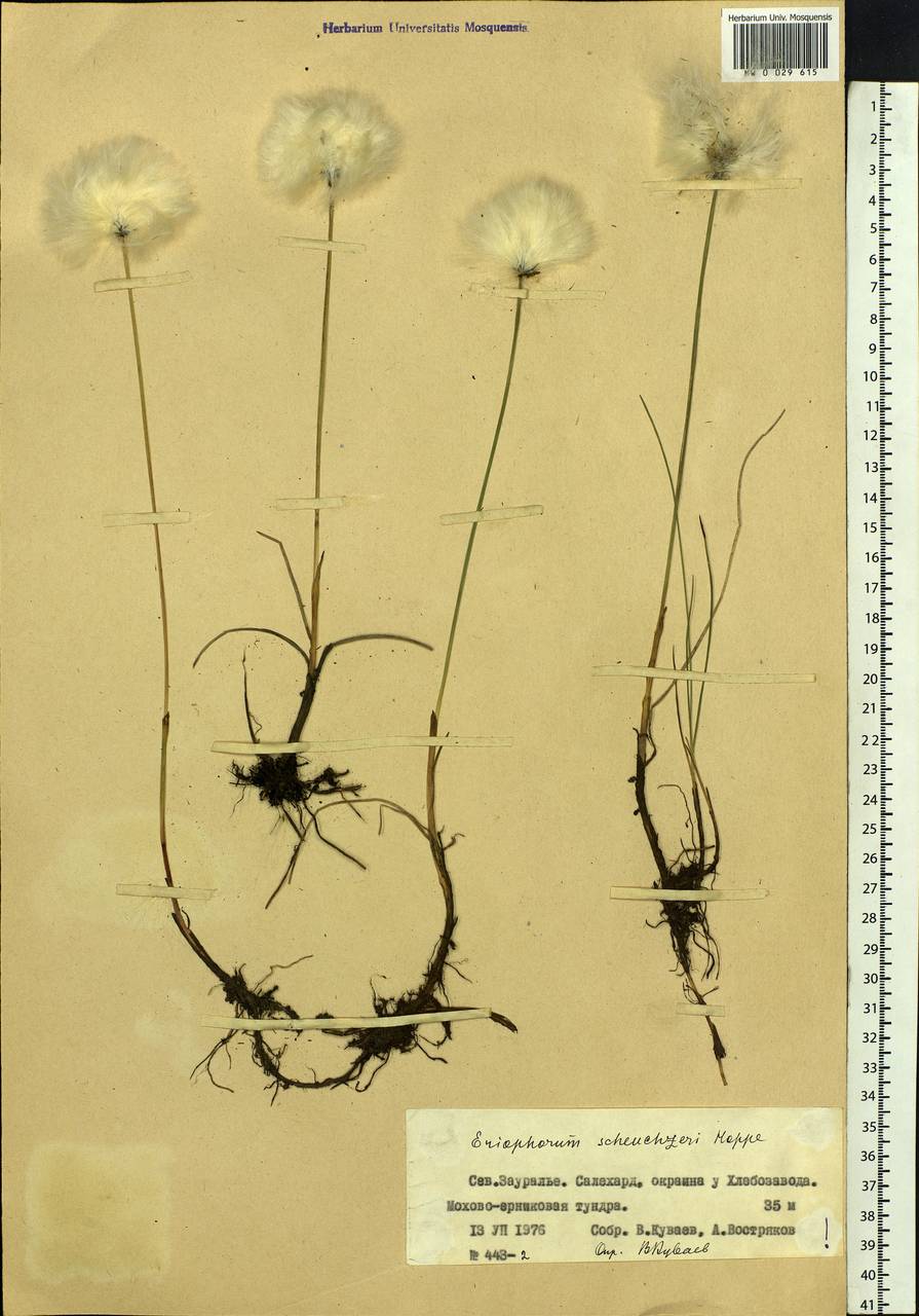 Eriophorum scheuchzeri Hoppe, Siberia, Western Siberia (S1) (Russia)