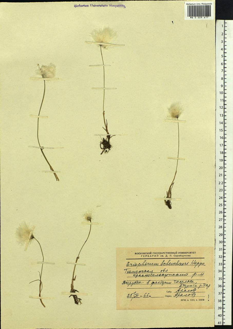 Eriophorum scheuchzeri Hoppe, Siberia, Western Siberia (S1) (Russia)