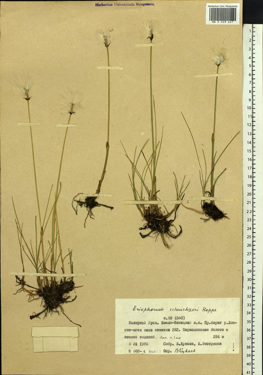Eriophorum scheuchzeri Hoppe, Siberia, Western Siberia (S1) (Russia)