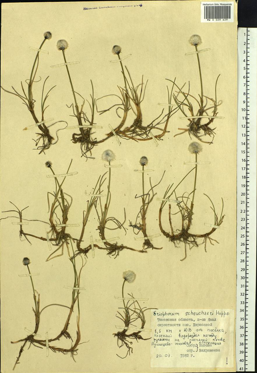 Eriophorum scheuchzeri Hoppe, Siberia, Western Siberia (S1) (Russia)