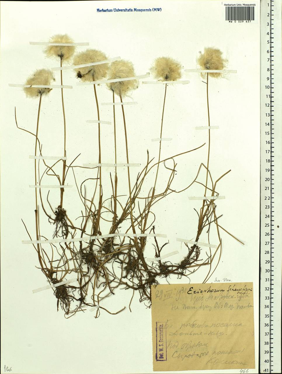 Eriophorum scheuchzeri Hoppe, Siberia, Western Siberia (S1) (Russia)