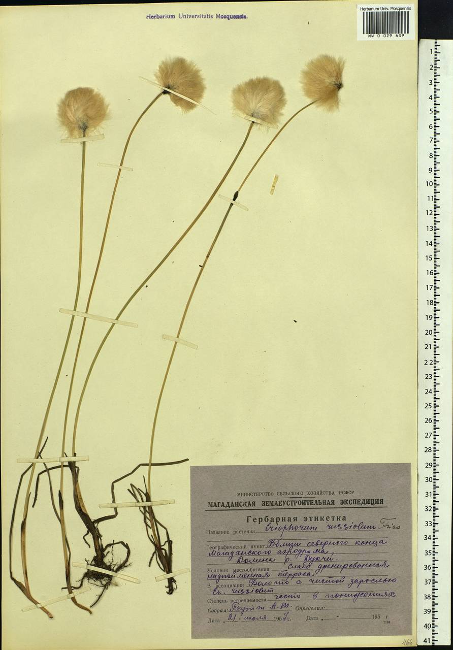 Eriophorum chamissonis C.A.Mey., Siberia, Chukotka & Kamchatka (S7) (Russia)