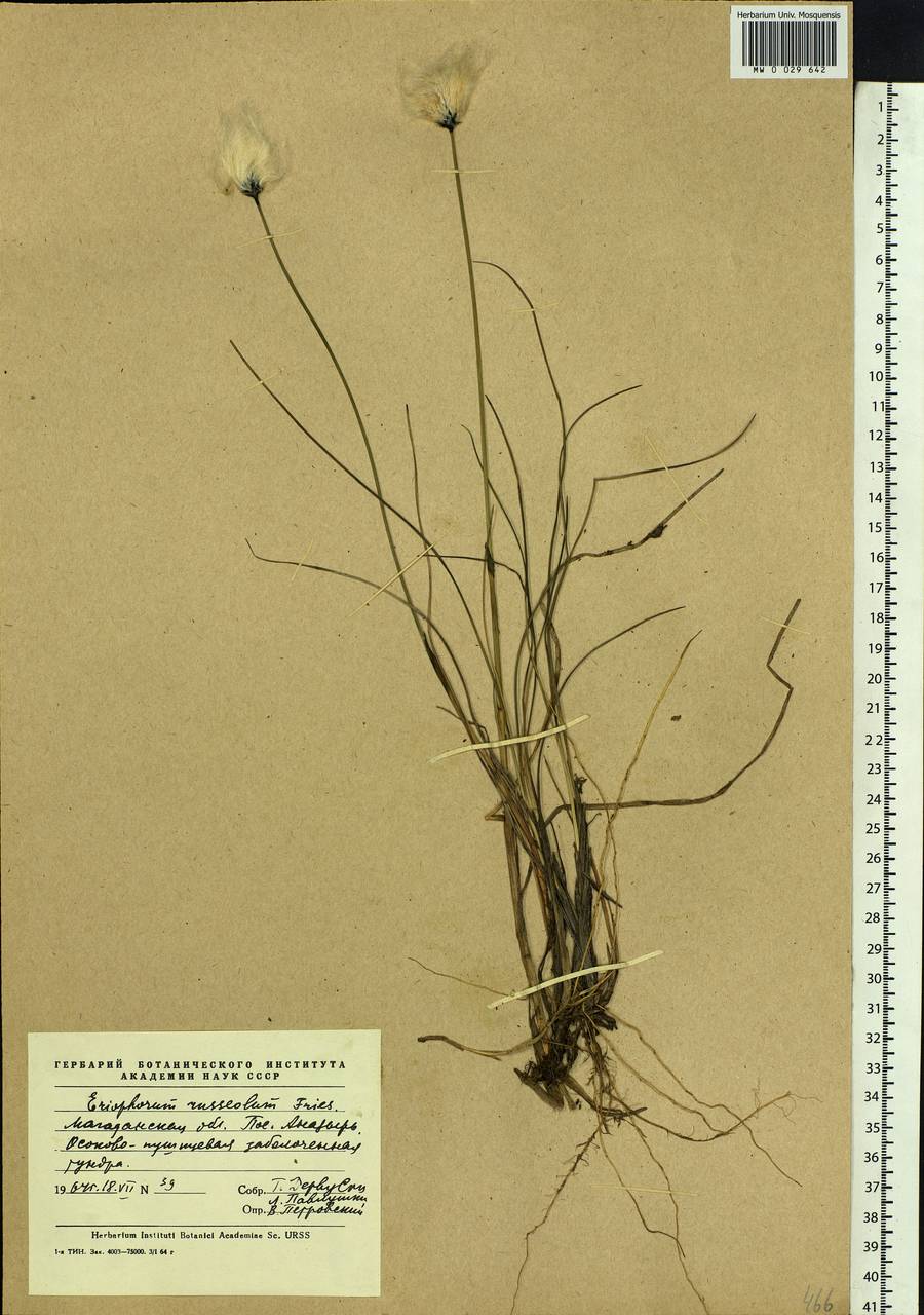 Eriophorum chamissonis C.A.Mey., Siberia, Chukotka & Kamchatka (S7) (Russia)