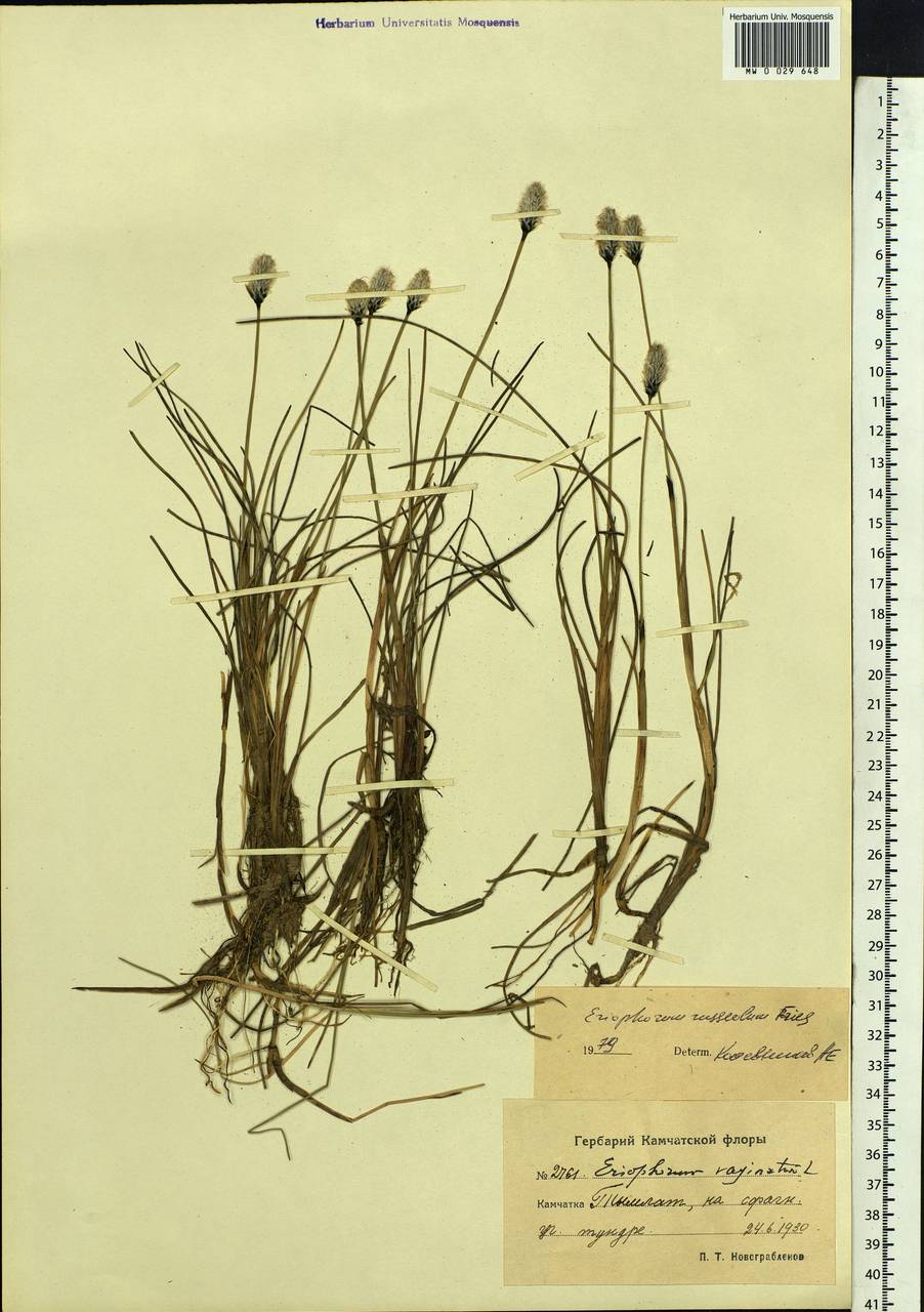 Eriophorum chamissonis C.A.Mey., Siberia, Chukotka & Kamchatka (S7) (Russia)
