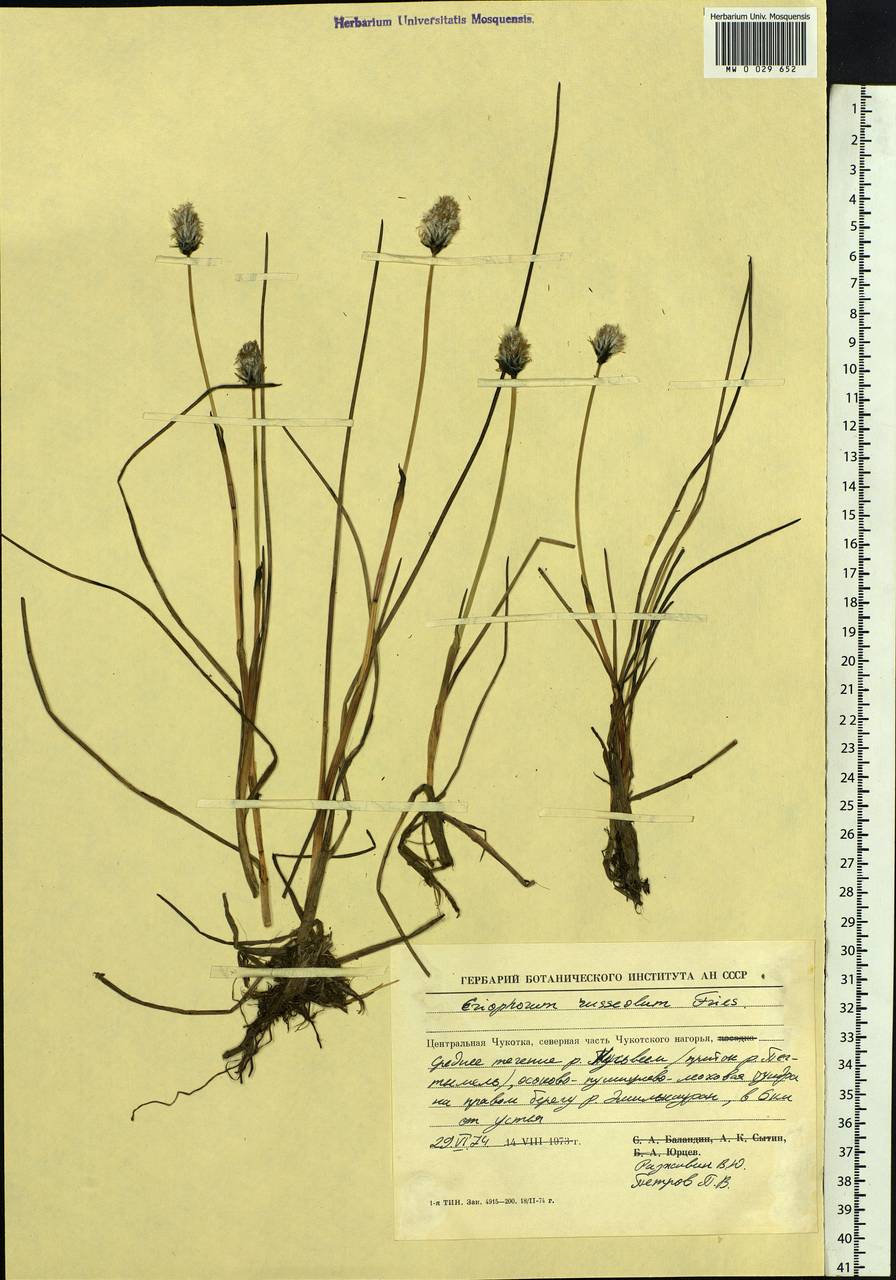 Eriophorum chamissonis C.A.Mey., Siberia, Chukotka & Kamchatka (S7) (Russia)