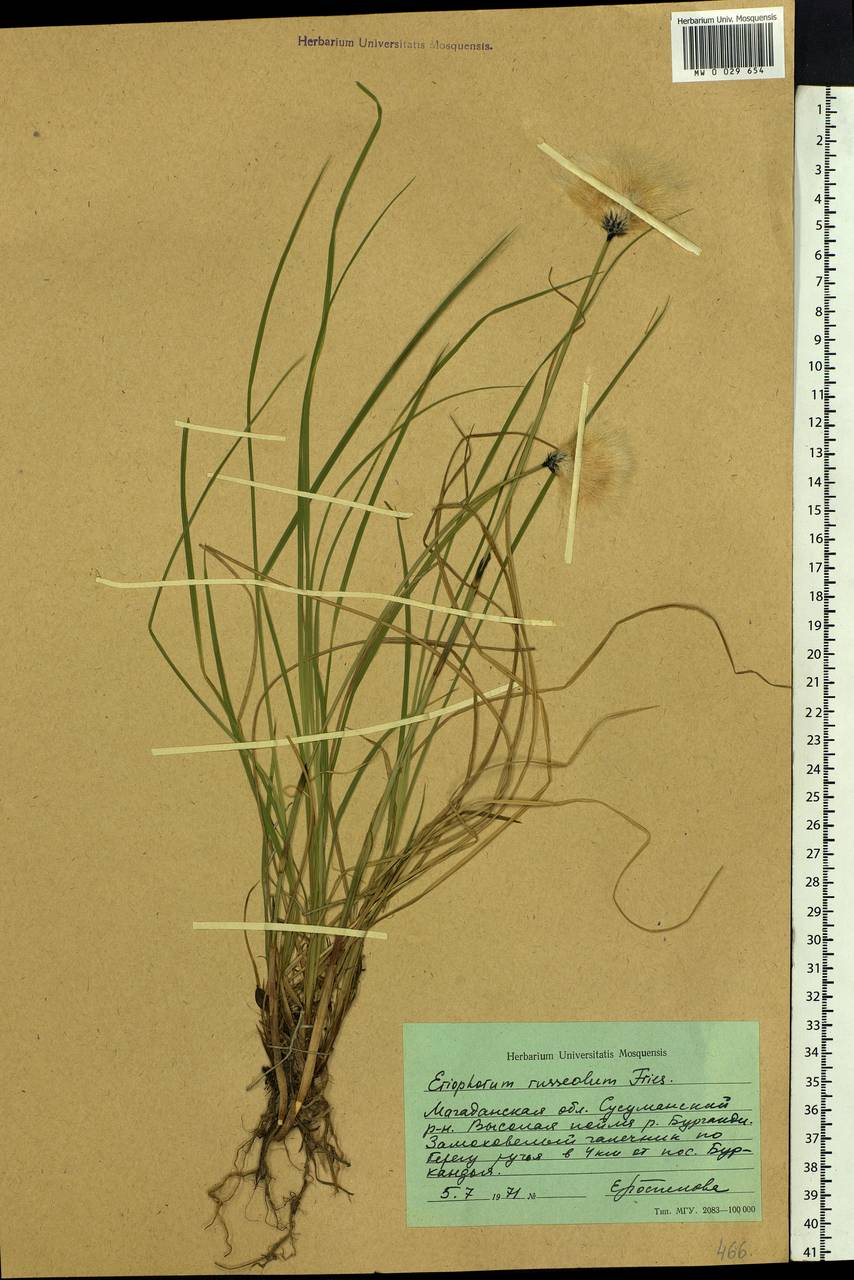 Eriophorum chamissonis C.A.Mey., Siberia, Chukotka & Kamchatka (S7) (Russia)
