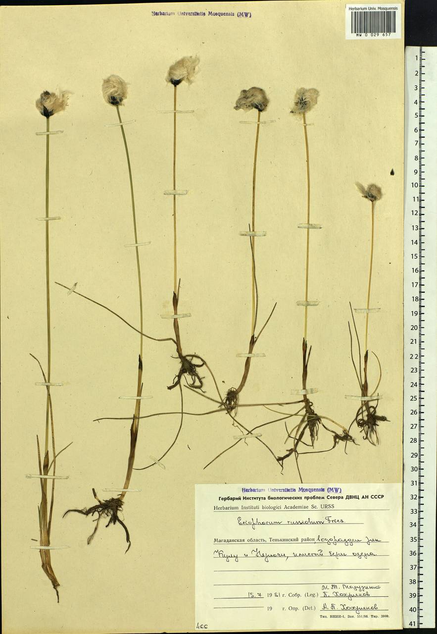 Eriophorum chamissonis C.A.Mey., Siberia, Chukotka & Kamchatka (S7) (Russia)