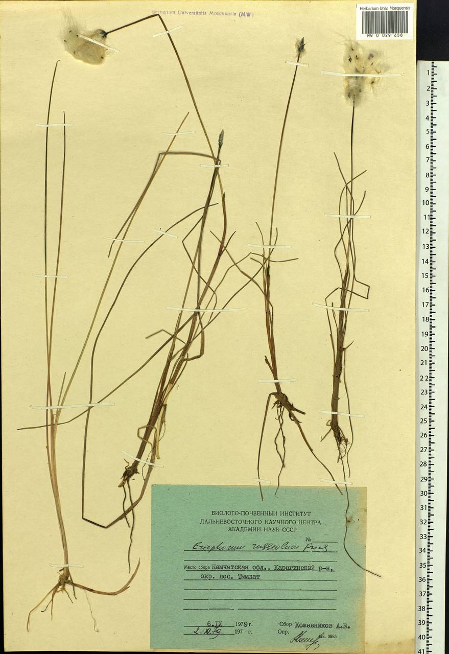 Eriophorum chamissonis C.A.Mey., Siberia, Chukotka & Kamchatka (S7) (Russia)