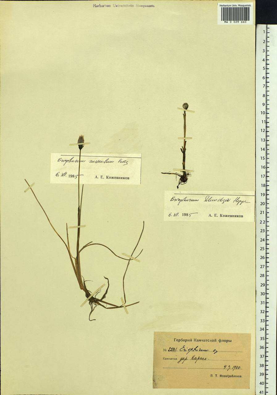 Eriophorum chamissonis C.A.Mey., Siberia, Chukotka & Kamchatka (S7) (Russia)