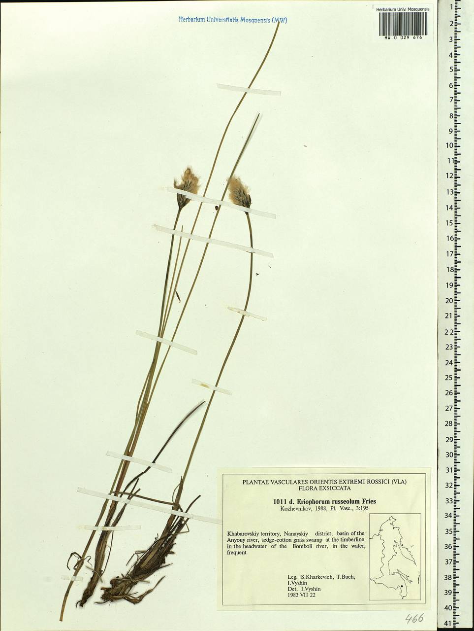 Eriophorum chamissonis C.A.Mey., Siberia, Russian Far East (S6) (Russia)