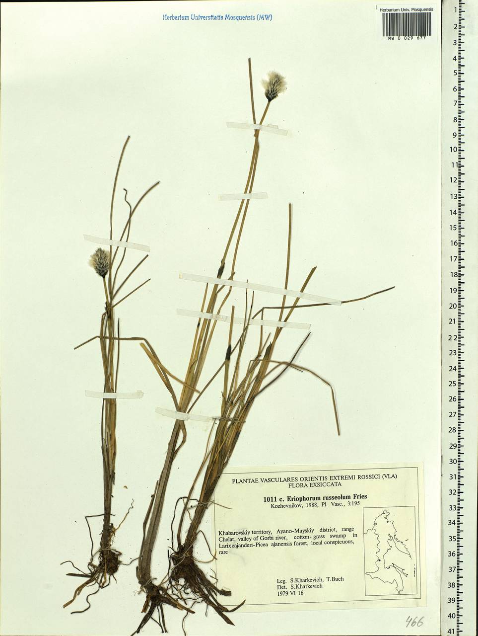 Eriophorum chamissonis C.A.Mey., Siberia, Russian Far East (S6) (Russia)