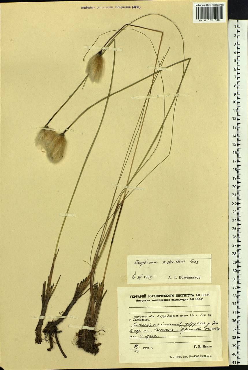 Eriophorum chamissonis C.A.Mey., Siberia, Russian Far East (S6) (Russia)