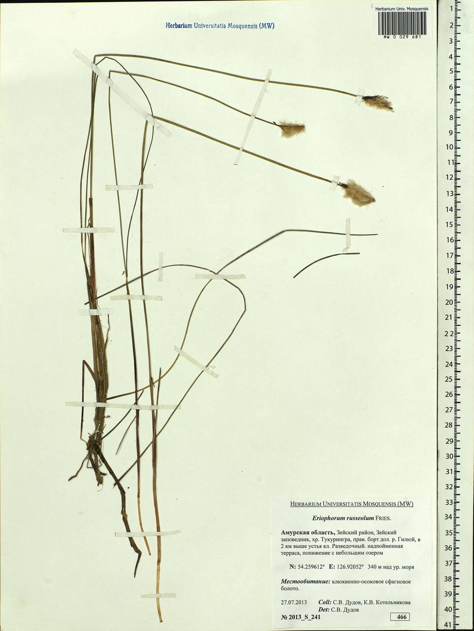 Eriophorum chamissonis C.A.Mey., Siberia, Russian Far East (S6) (Russia)