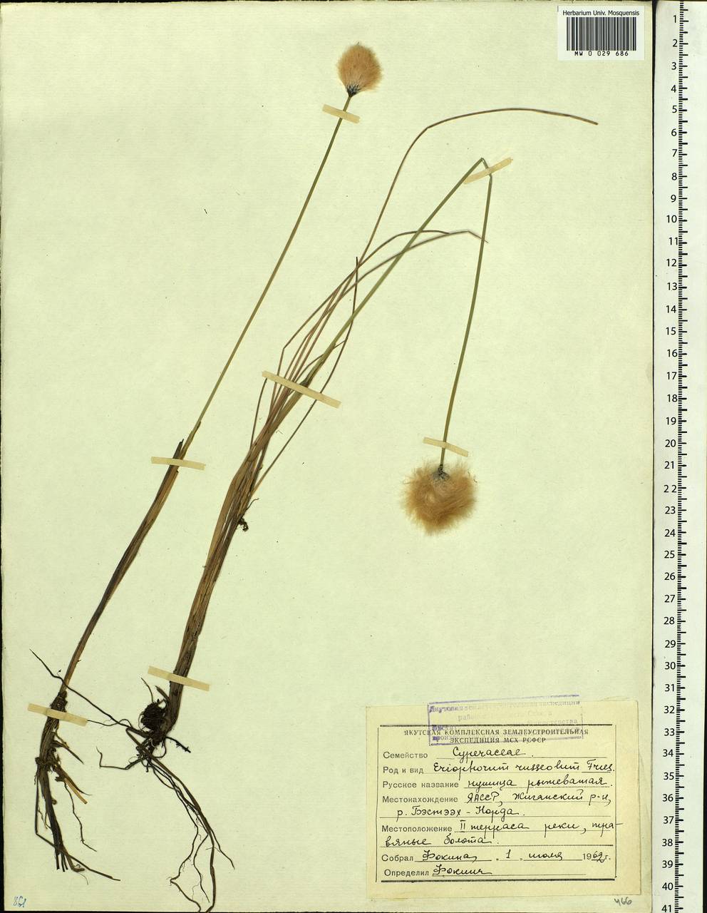 Eriophorum chamissonis C.A.Mey., Siberia, Yakutia (S5) (Russia)