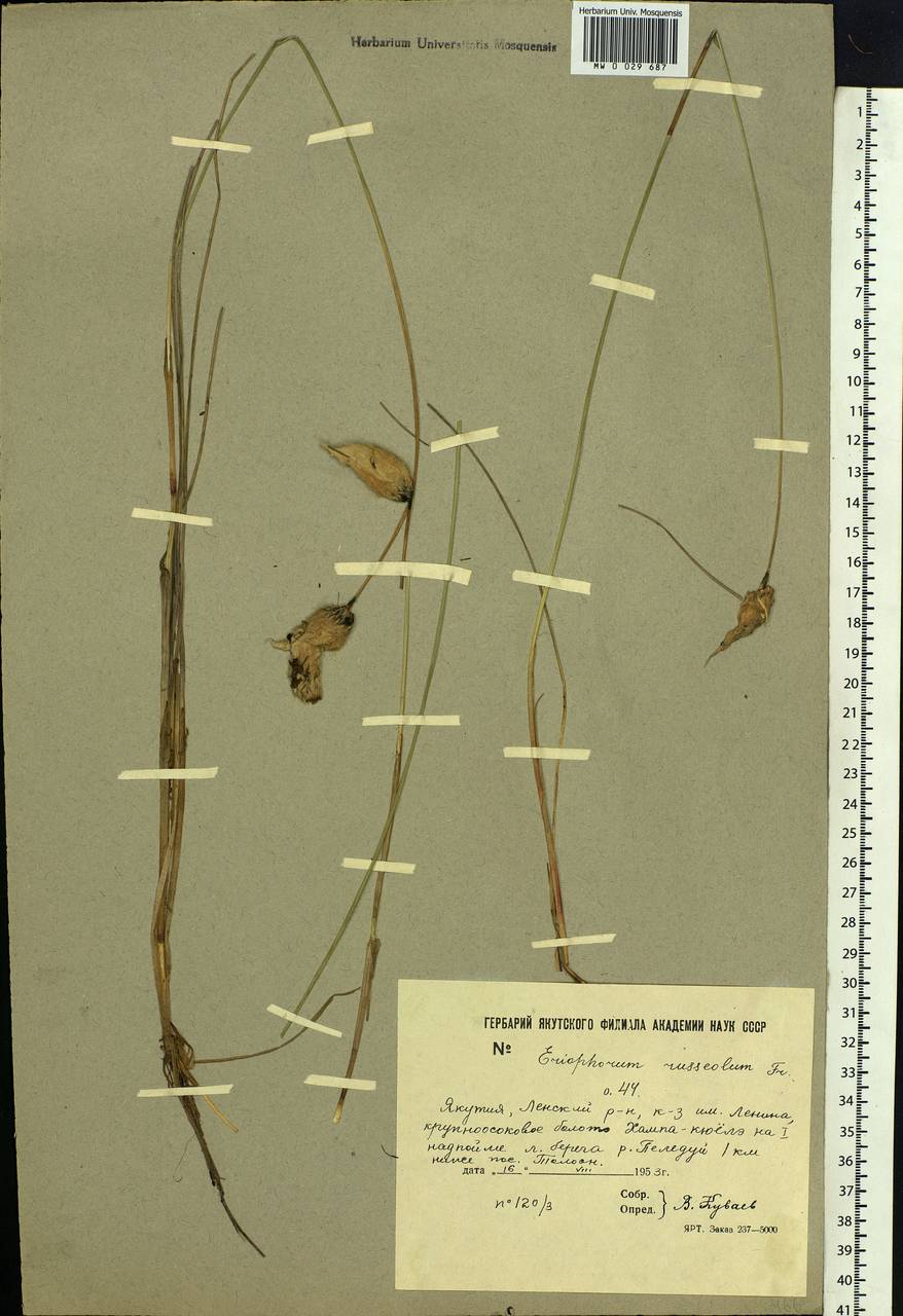 Eriophorum chamissonis C.A.Mey., Siberia, Yakutia (S5) (Russia)