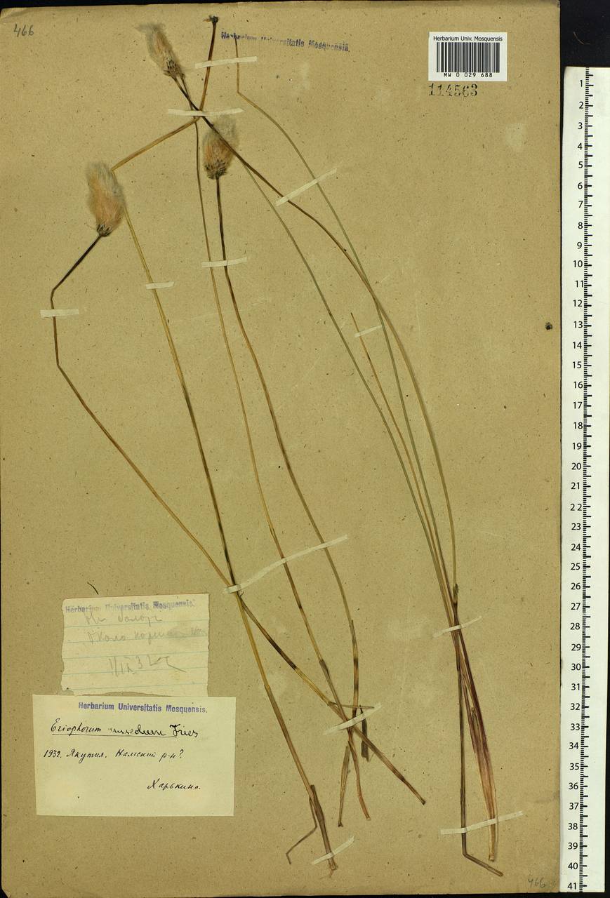 Eriophorum chamissonis C.A.Mey., Siberia, Yakutia (S5) (Russia)