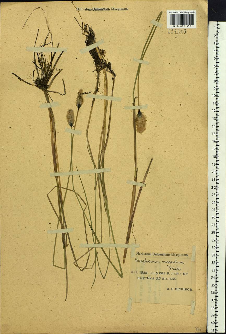 Eriophorum chamissonis C.A.Mey., Siberia, Yakutia (S5) (Russia)