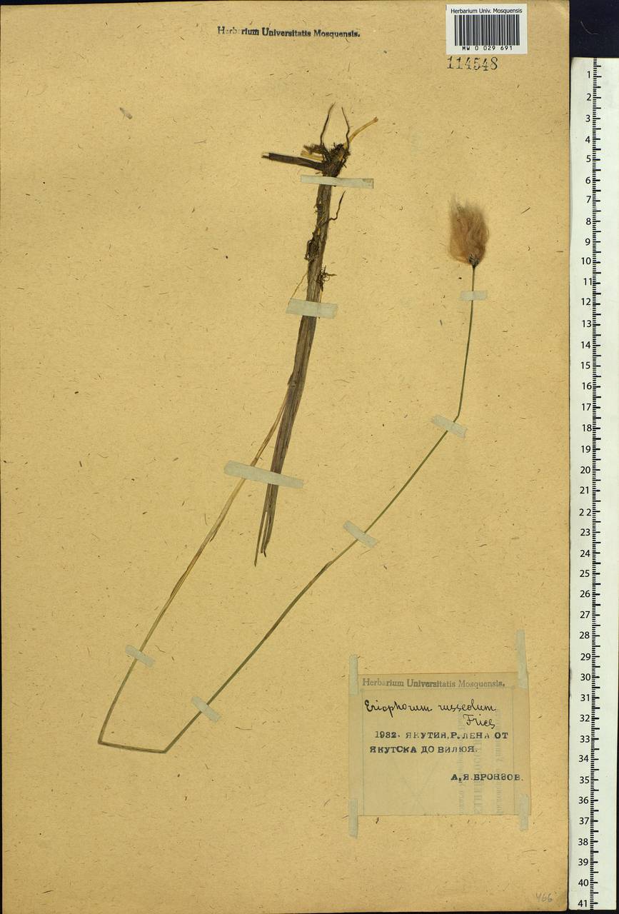 Eriophorum chamissonis C.A.Mey., Siberia, Yakutia (S5) (Russia)