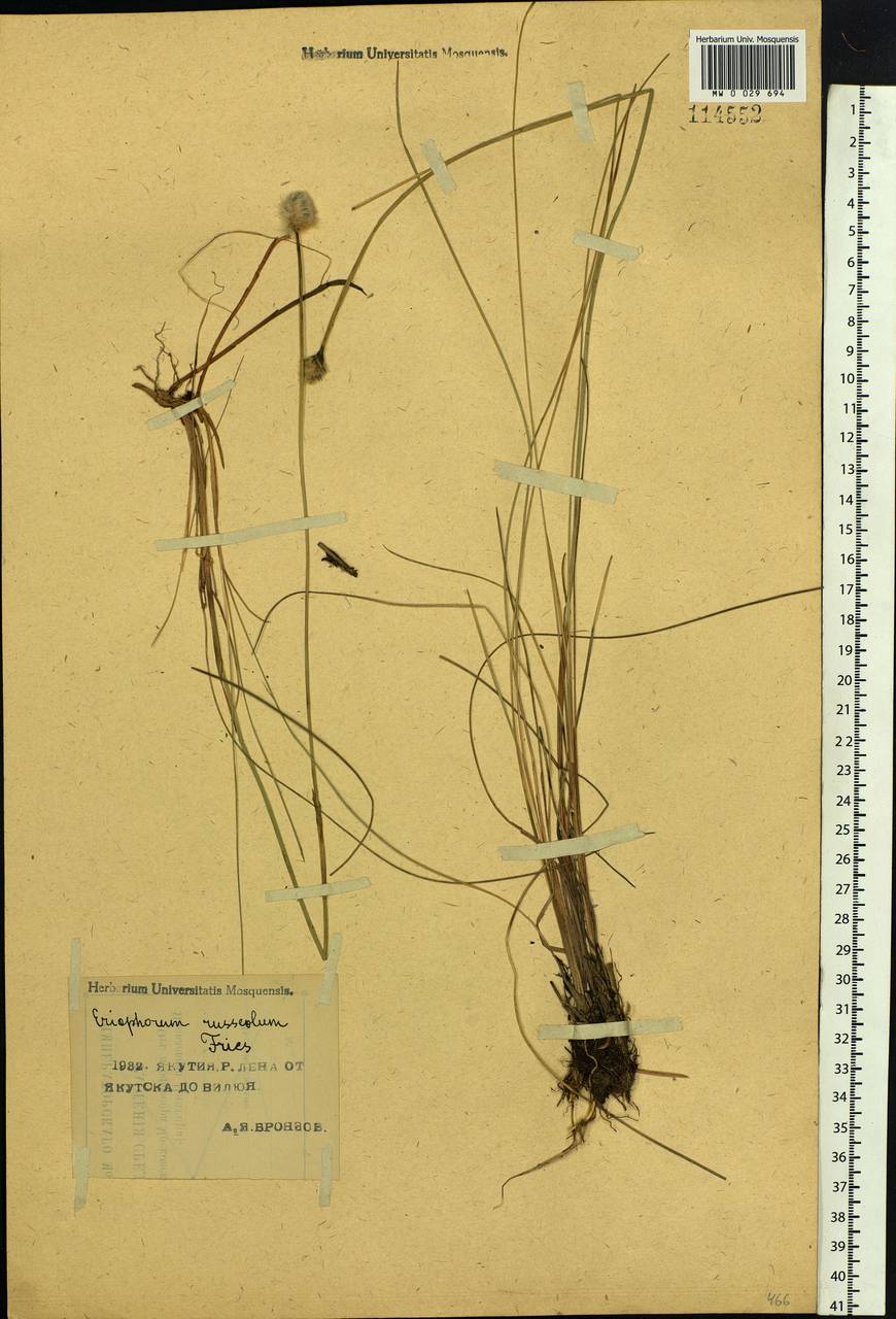 Eriophorum chamissonis C.A.Mey., Siberia, Yakutia (S5) (Russia)
