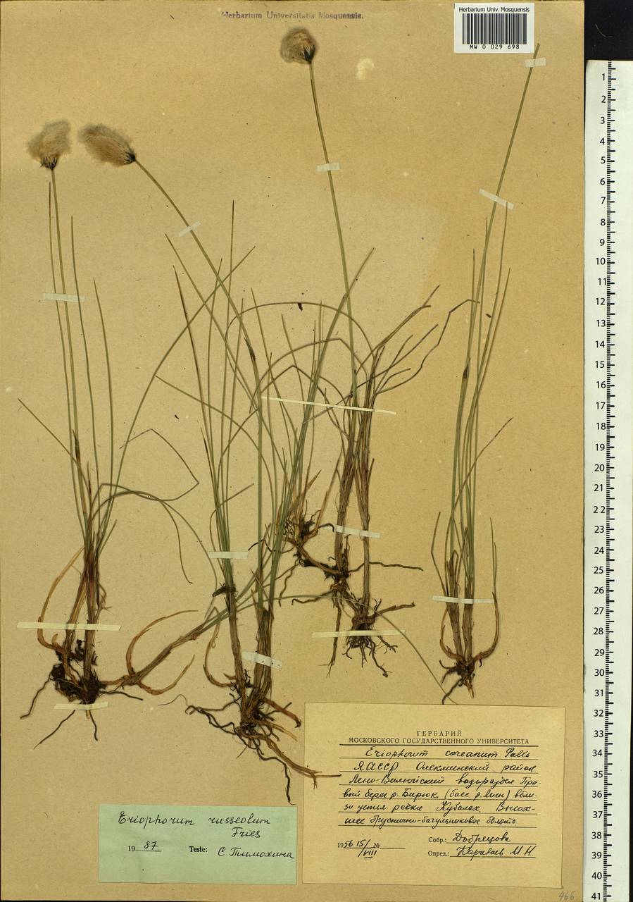 Eriophorum chamissonis C.A.Mey., Siberia, Yakutia (S5) (Russia)