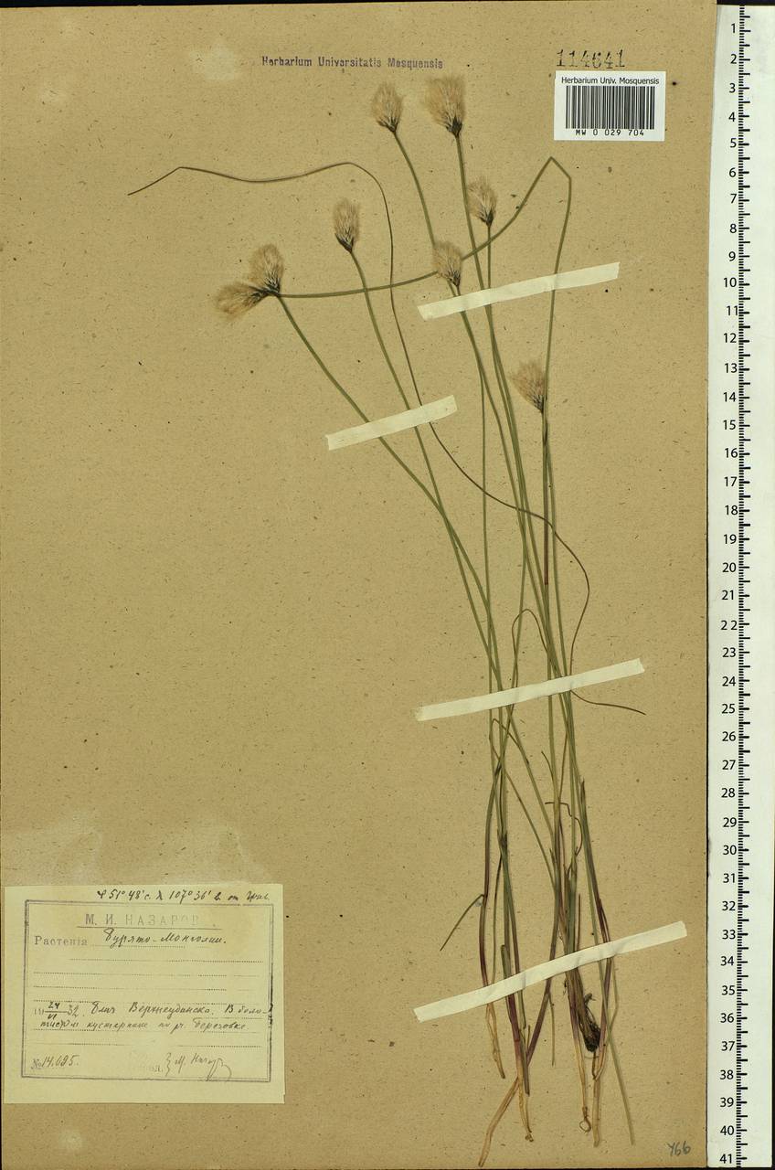 Eriophorum chamissonis C.A.Mey., Siberia, Baikal & Transbaikal region (S4) (Russia)