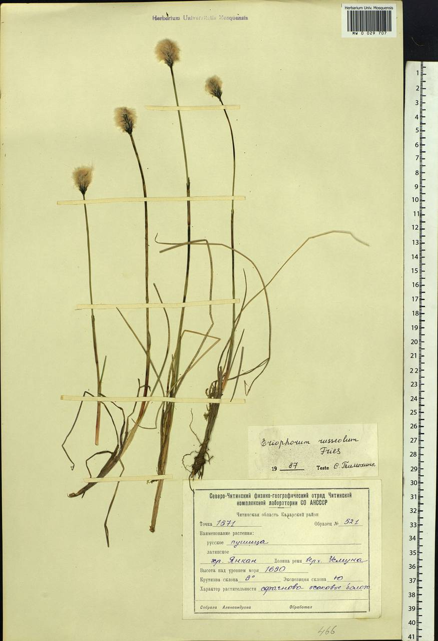 Eriophorum chamissonis C.A.Mey., Siberia, Baikal & Transbaikal region (S4) (Russia)