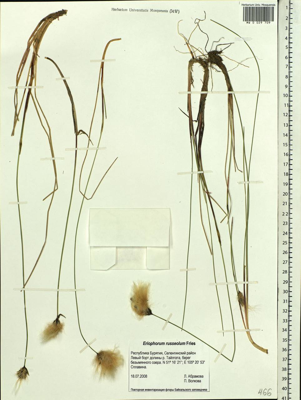 Eriophorum chamissonis C.A.Mey., Siberia, Baikal & Transbaikal region (S4) (Russia)