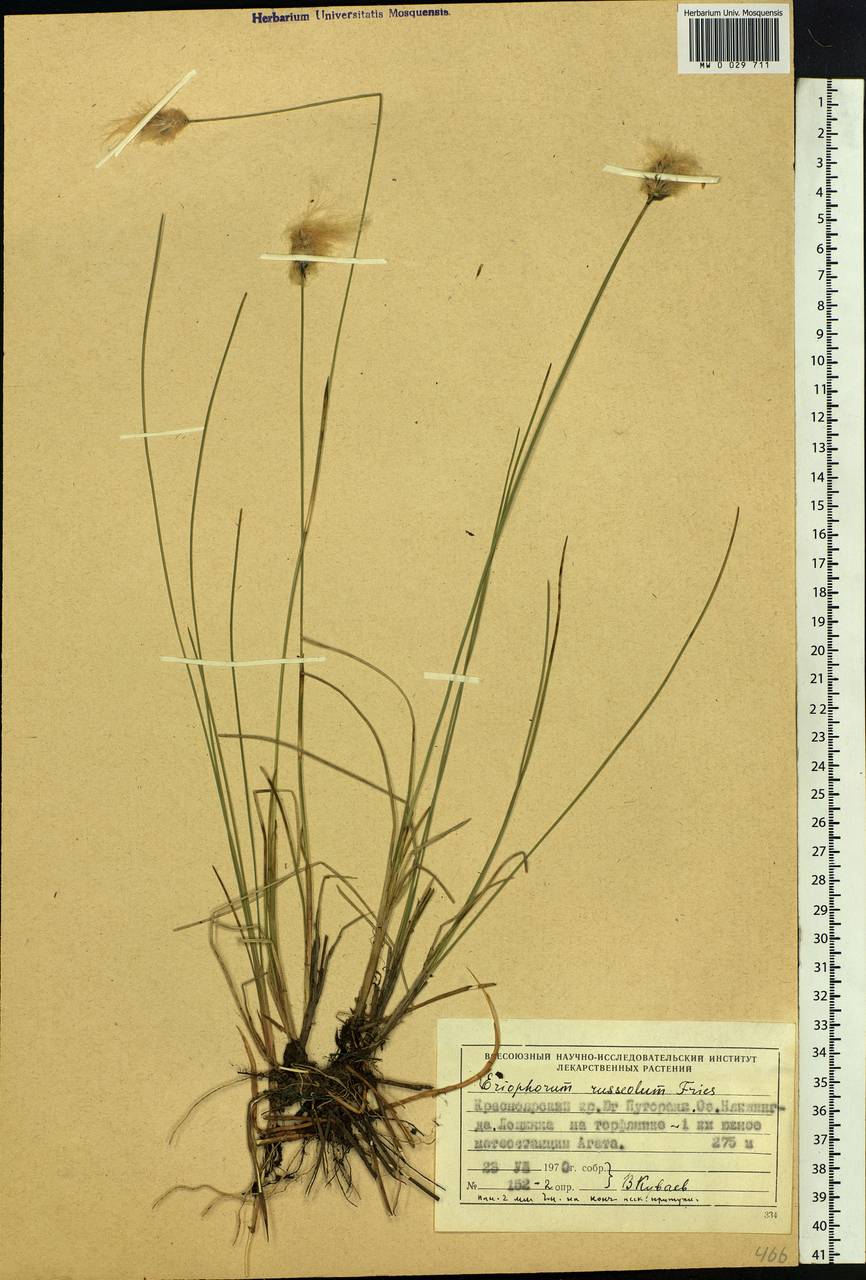 Eriophorum chamissonis C.A.Mey., Siberia, Central Siberia (S3) (Russia)