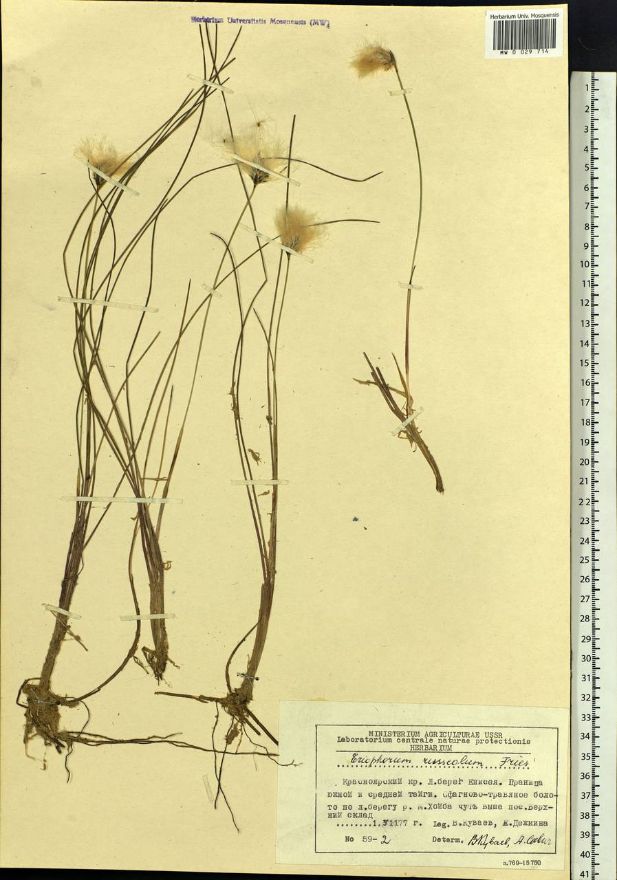 Eriophorum chamissonis C.A.Mey., Siberia, Central Siberia (S3) (Russia)