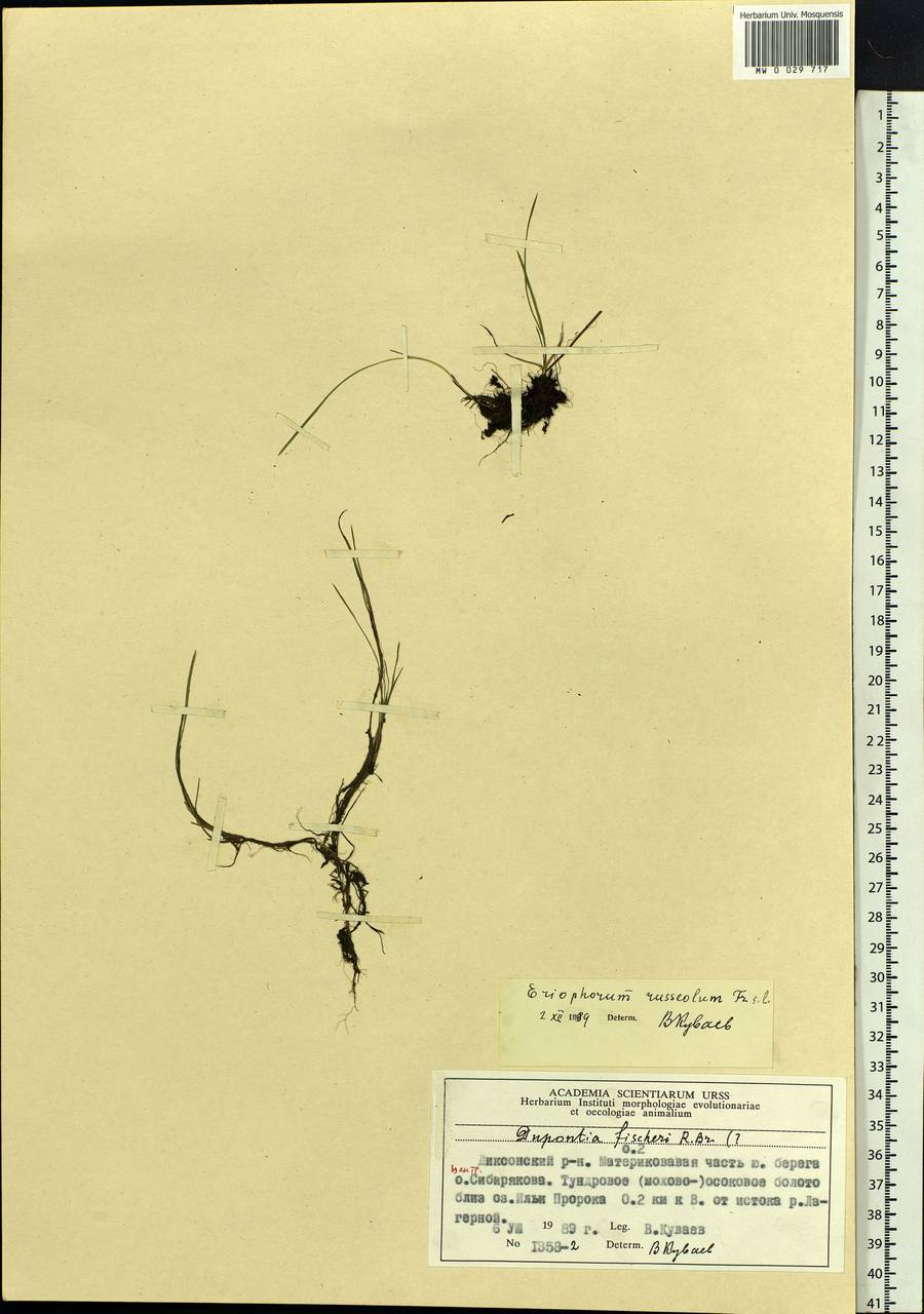 Eriophorum chamissonis C.A.Mey., Siberia, Central Siberia (S3) (Russia)