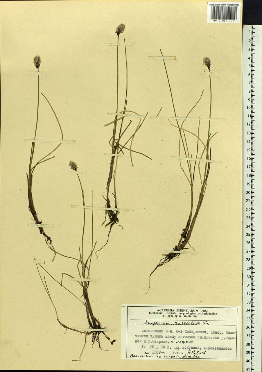 Eriophorum chamissonis C.A.Mey., Siberia, Central Siberia (S3) (Russia)